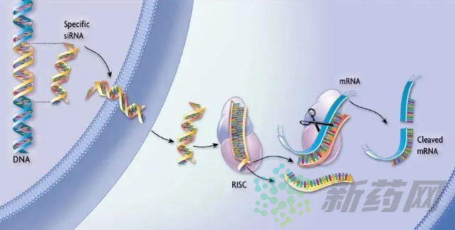 第三代siRNA药物：核酸修饰+靶向递送