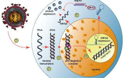 什么是siRNA转染？siRNA转染技术原理