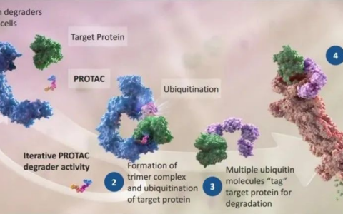 同宜医药C-PROTAC平台：让PROTAC更精准