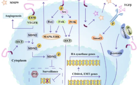 CD44为靶向抗癌药物研发的重要靶点